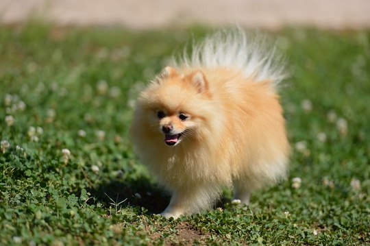 DSC_4336.jpg