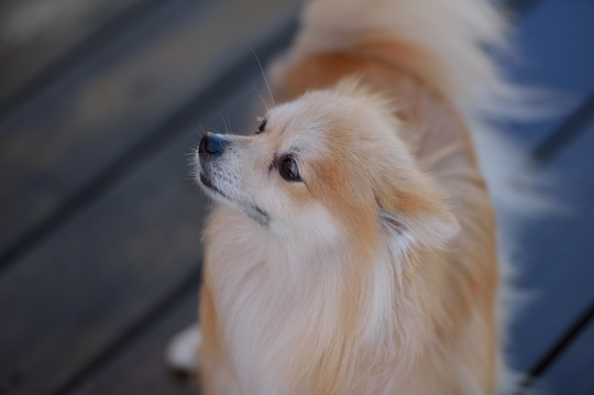 DSC_4380.jpg