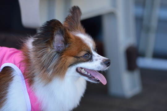 DSC_4381.jpg