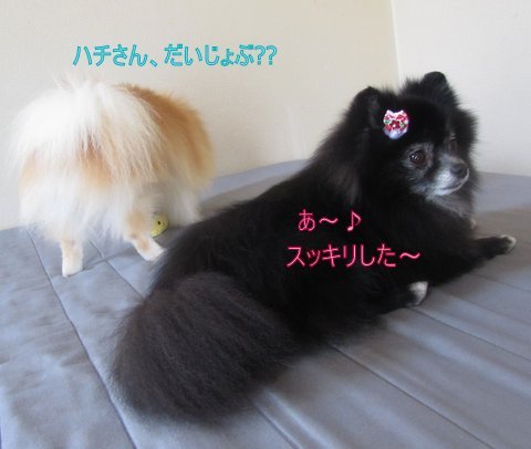 IMG_2447_1.JPG